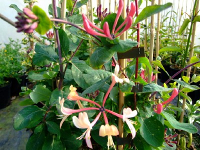 امین الدوله ایتالیایی